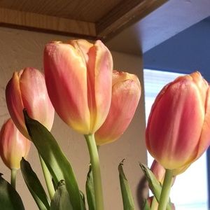 Meet your Posher, Angie